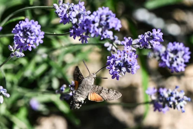 Lavanda bilan oziqlanayotgan kolibri