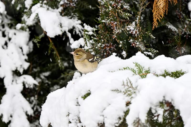 Common Chaffinch Perched on Snowy Branch