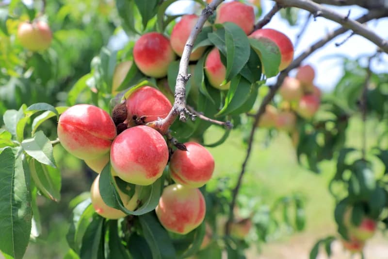 Qishloq xoʻjaligi