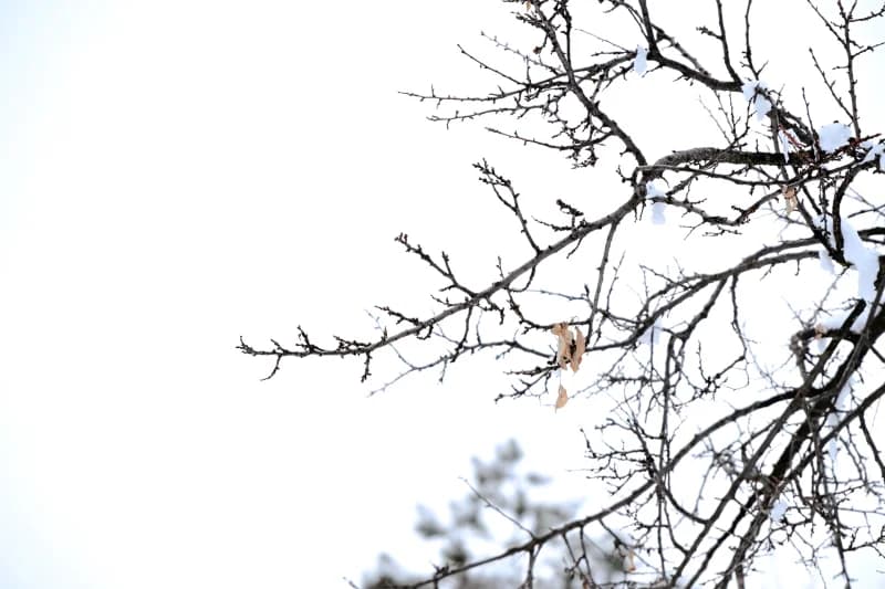 Chimgan - photo 5
