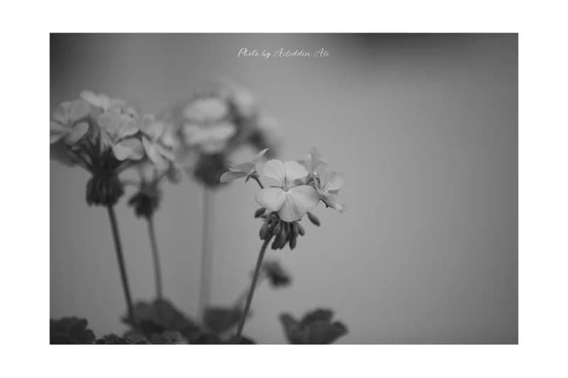 W&B - fotosurat 8