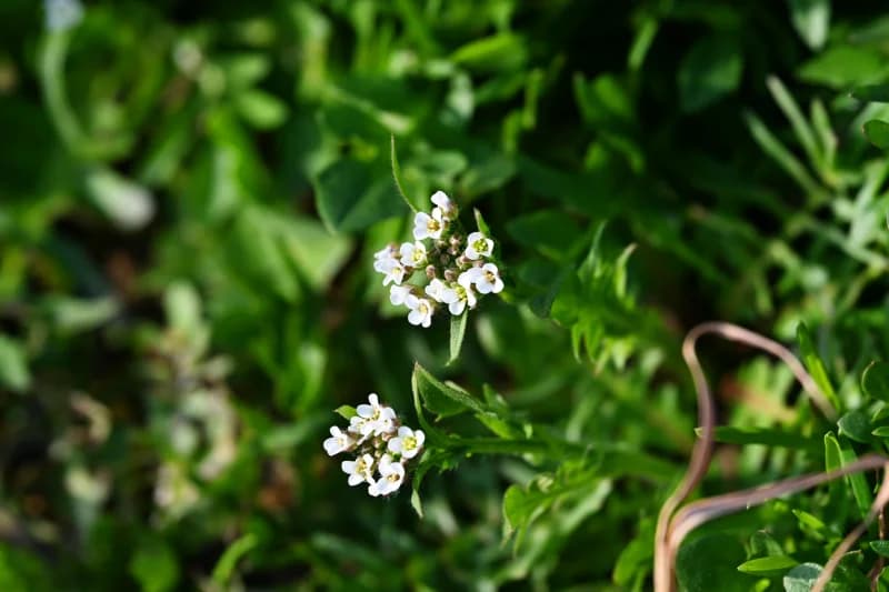 Bahor - photo 4