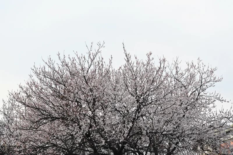 Bahor - photo 3