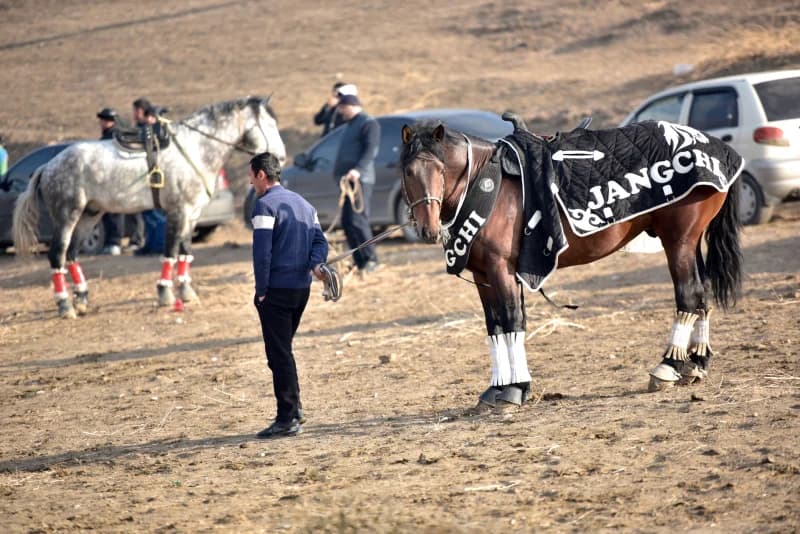 Men preparing horses for traditional competition