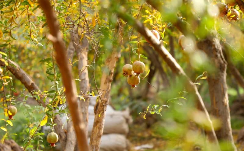 Ripe pomegranates hanging on orchard trees