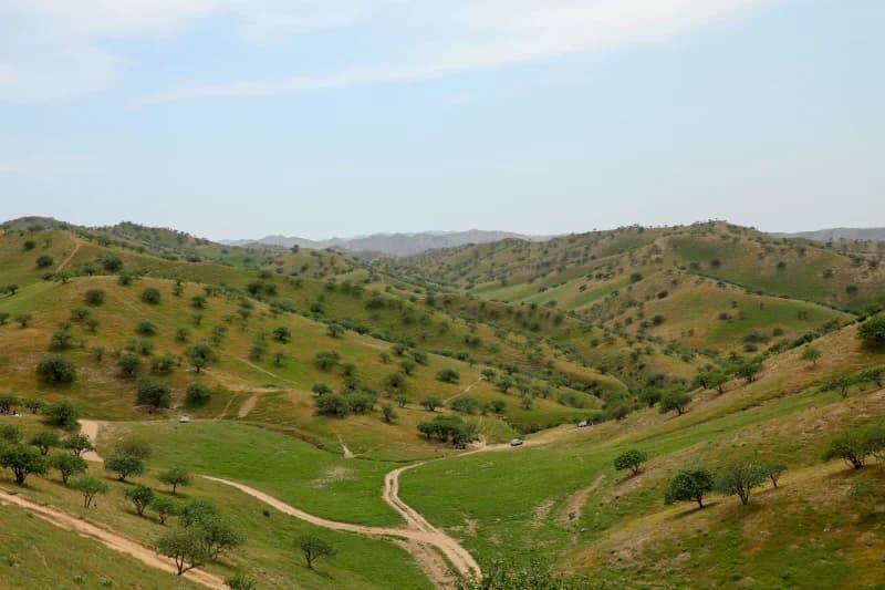 Green rolling hills in spring