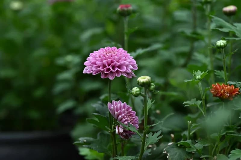 Flowers - photo 2