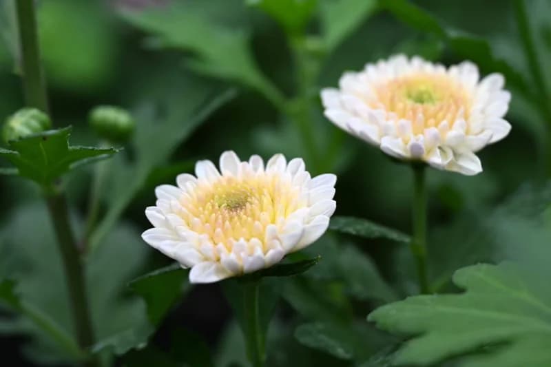 Flowers - photo 3