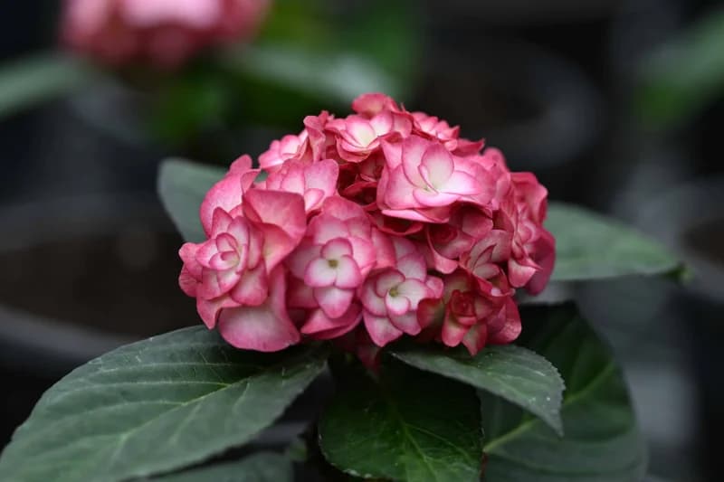 Flowers - photo 5