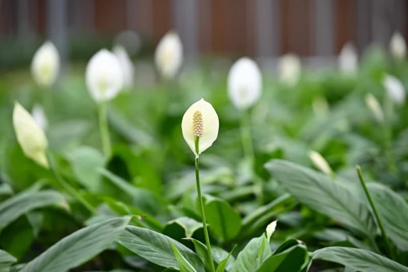 Flowers - photo 8
