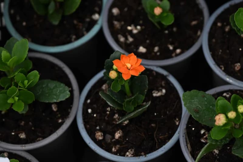 Flowers - photo 13