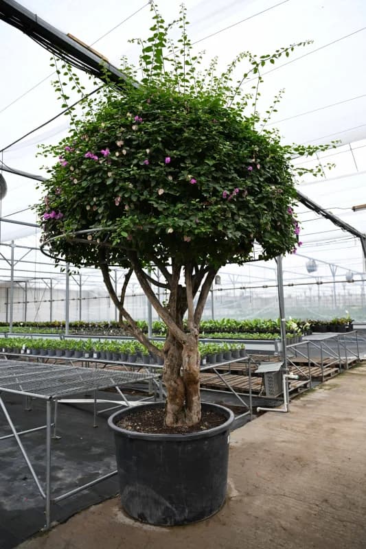 Bougainvillea tree in a greenhouse