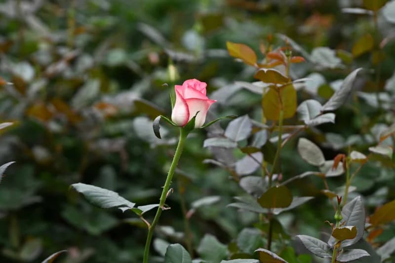 Flowers - photo 12