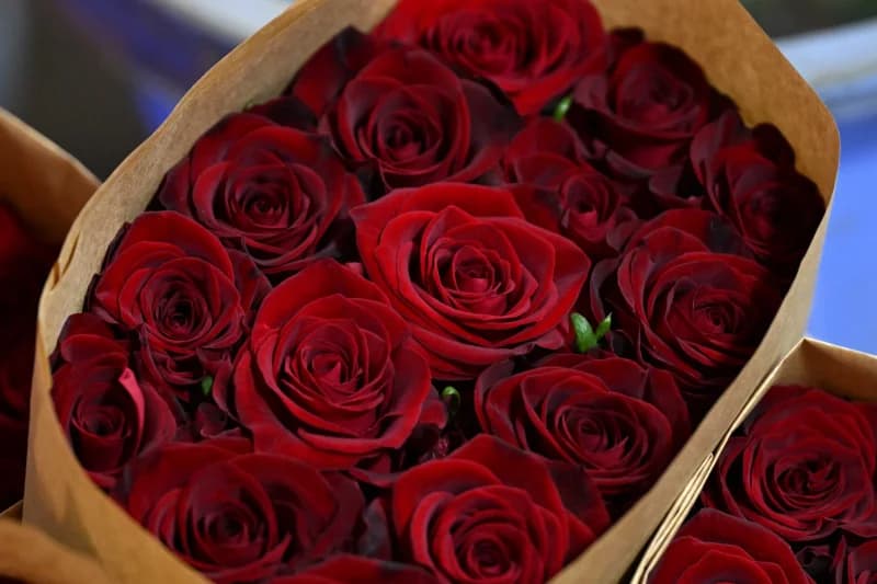 Bouquet of fresh red roses
