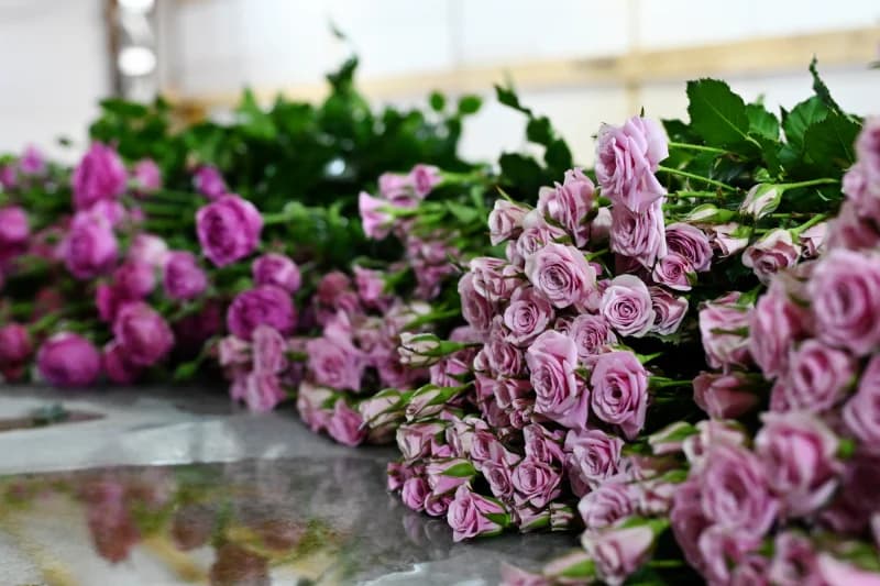 Свежесрезанные фиолетовые розы