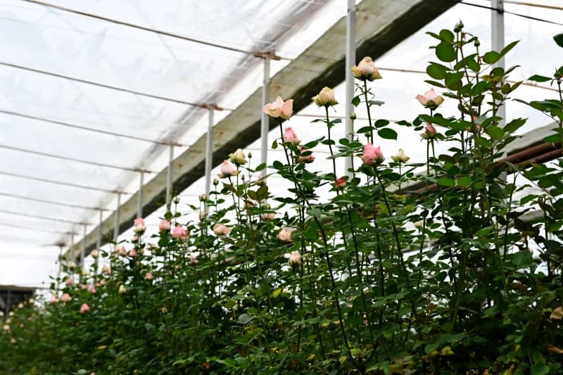 Flowers - photo 10
