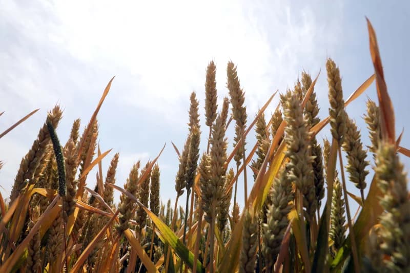 Golden wheat stalks in a field