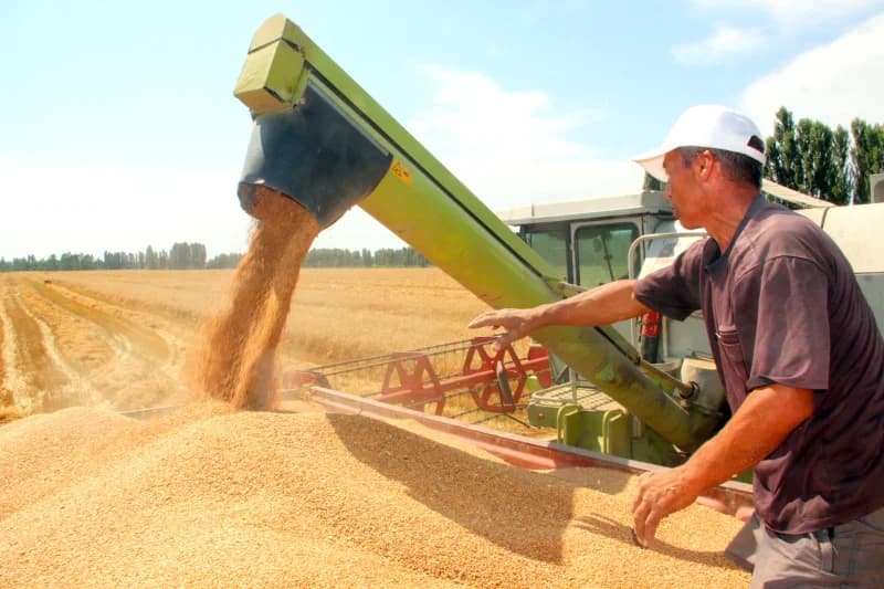 Farmer harvesting wheat in the field