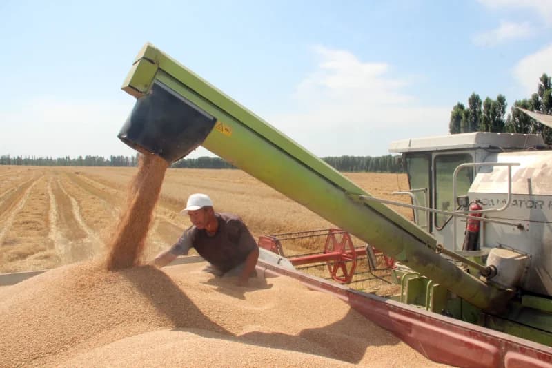 Farmer harvesting wheat in field