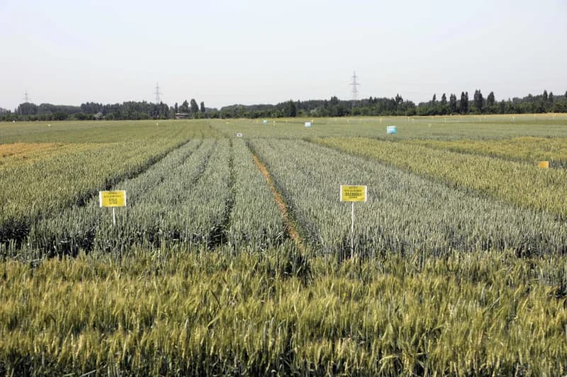 Experimental wheat field with variety markers