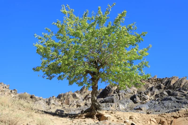 Green tree on rocky hillside