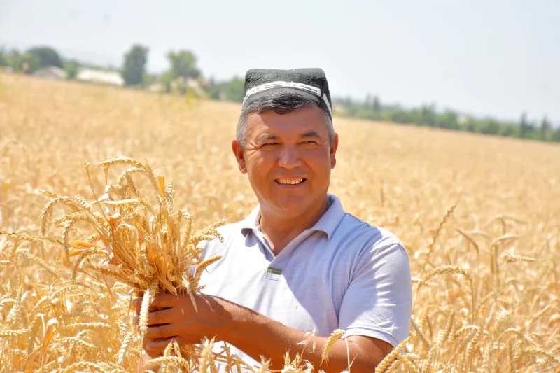 Farmer holding wheat in field