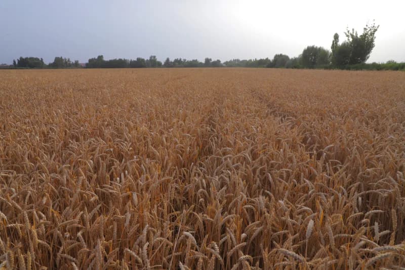 Golden wheat grows in field