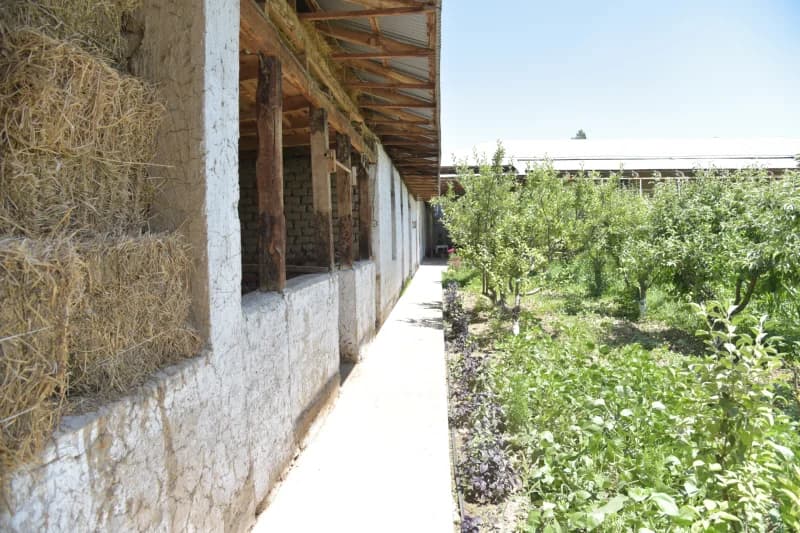 Pichan toylari qishloq shiyponida turibdi