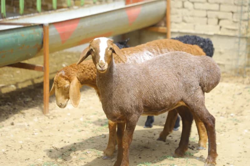 Brown sheep standing in pen