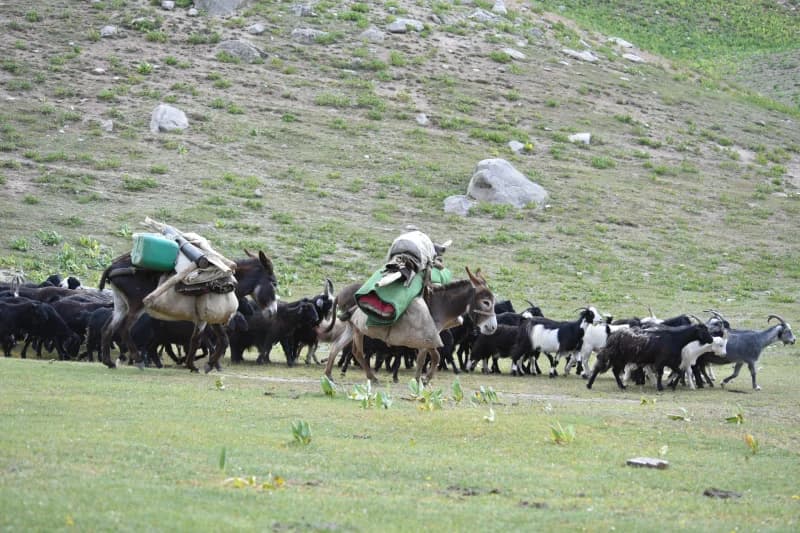 Eshaklar yaylov boʻylab oziq-ovqat tashiydi.