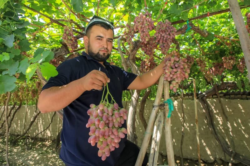 Farmer harvesting grapes in vineyard