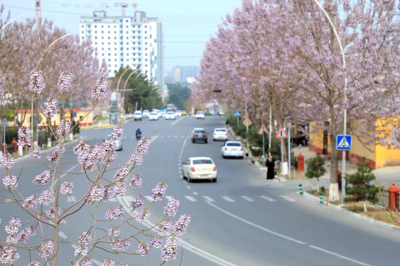 Palovniya daraxti gulladi - fotosurat 2