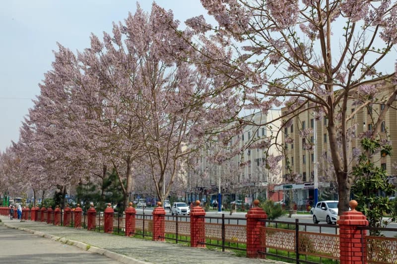 Palovniya daraxti gulladi - fotosurat 8