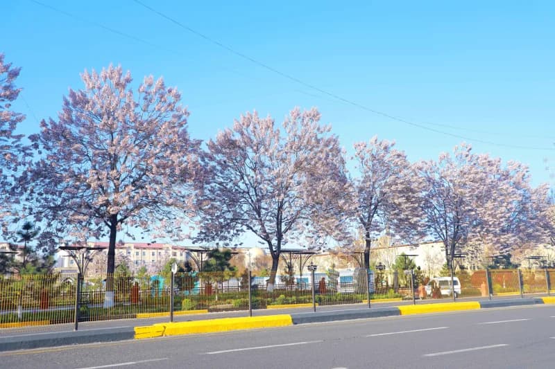 Andijonda bahor nafasi: palovniya gullari shaharga husn bag‘ishlamoqda - fotosurat 11