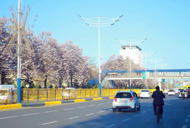 Andijonda bahor nafasi: palovniya gullari shaharga husn bag‘ishlamoqda - fotosurat 10