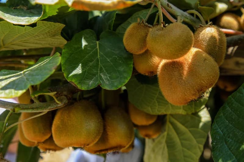 Farg‘ona viloyati Quva tumanida mahalla raislari ishtirokida tomorqadan samarali foydalanish va aholi daromadini oshirishga bag‘ishlangan amaliy seminar bo‘lib o‘tdi - photo 10