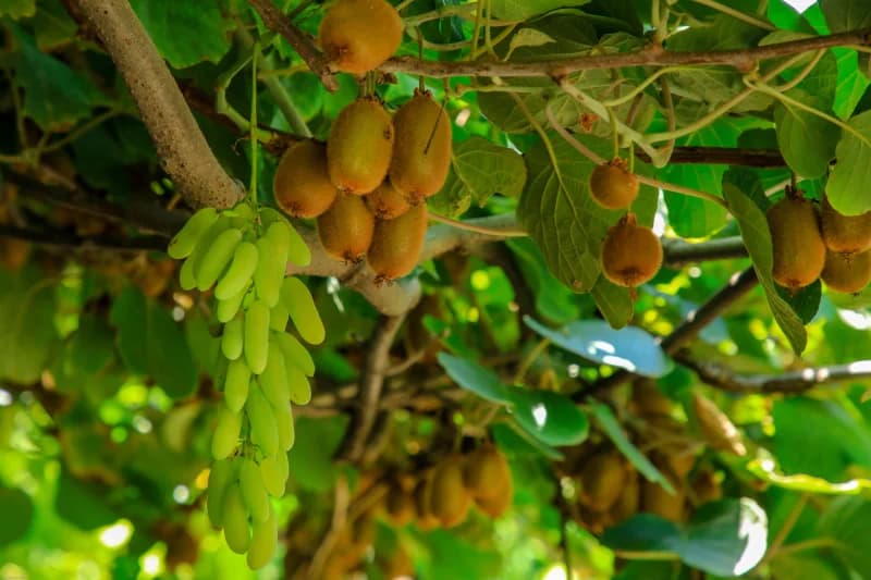 Farg‘ona viloyati Quva tumanida mahalla raislari ishtirokida tomorqadan samarali foydalanish va aholi daromadini oshirishga bag‘ishlangan amaliy seminar bo‘lib o‘tdi - photo 11