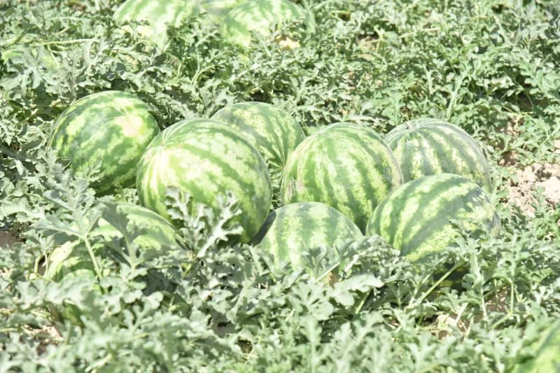Qishloq xoʻjaligi dalasida pishib yetilayotgan tarvuzlar