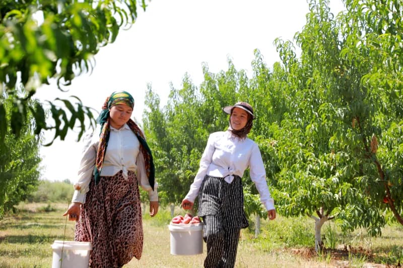 Women harvesting fruit in orchard