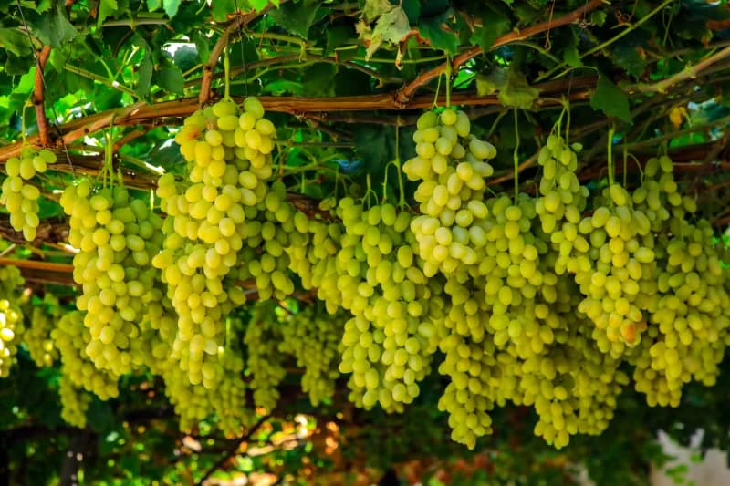 Rishtonda bedanachilik va uzumchilik oilaviy daromad manbaiga aylanmoqda - fotosurat 4