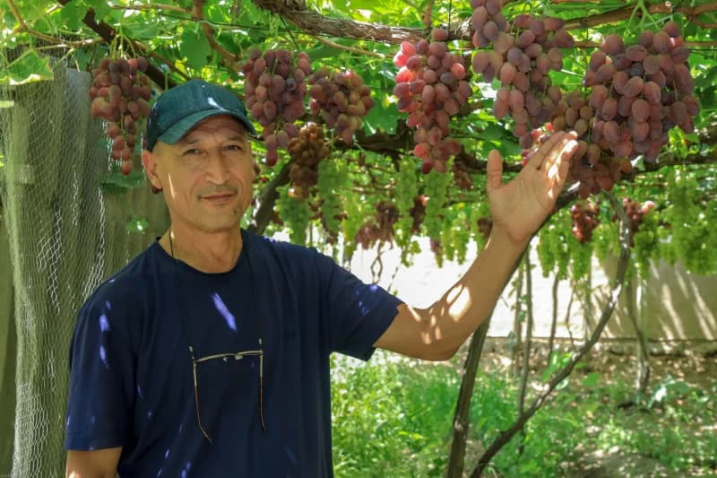 Мужчина, стоящий под виноградной лозой с гроздьями винограда