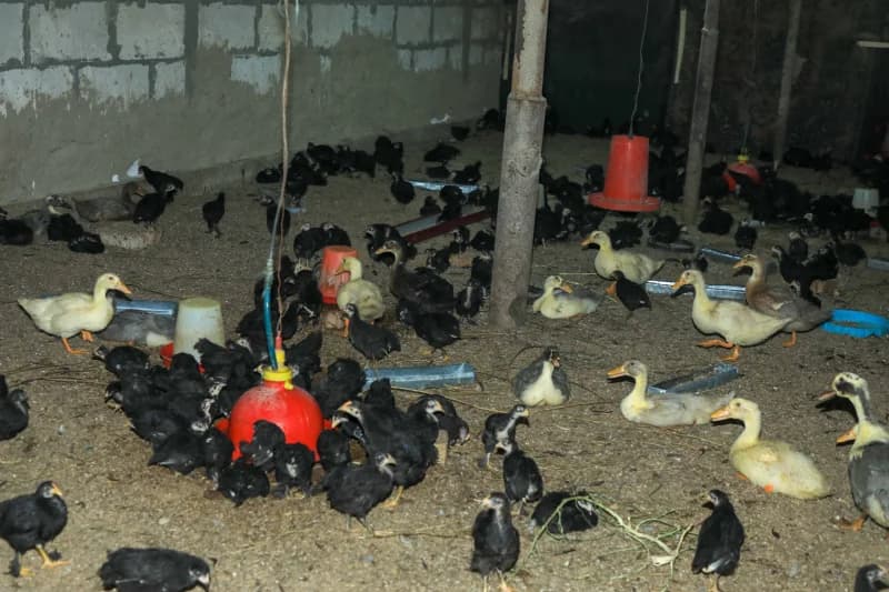 Rishtonda bedanachilik va uzumchilik oilaviy daromad manbaiga aylanmoqda - fotosurat 3