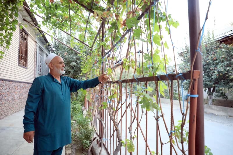 Elderly man tending grapevines near a residential building