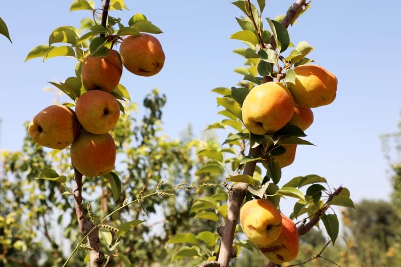 Ripe pears hanging on tree branches