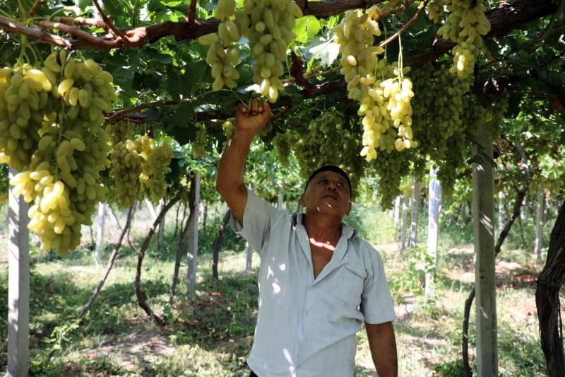 Man harvesting grapes in vineyard