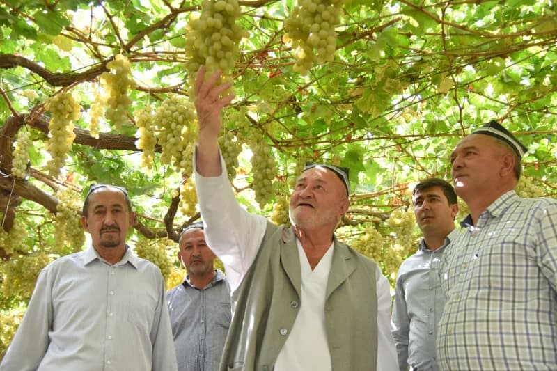 People inspecting grapes in an orchard