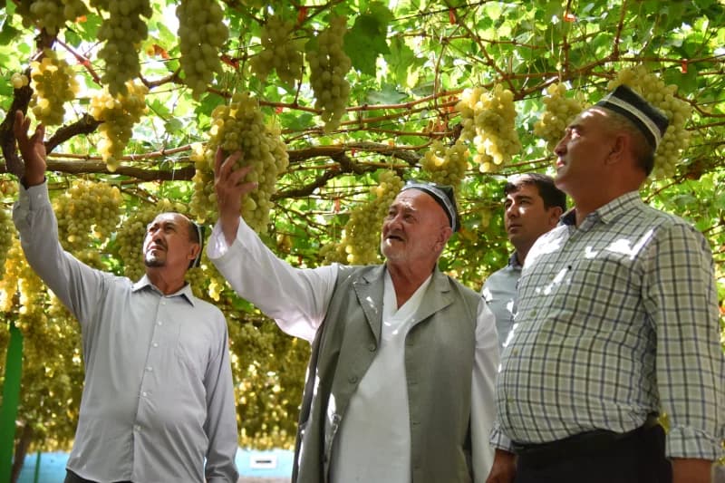 Uzumzorda uzum uzayotgan erkaklar