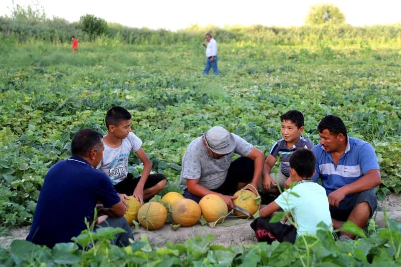 People harvesting melons in a rural agricultural field