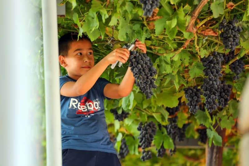 Young boy harvesting grapes from an overhead vine