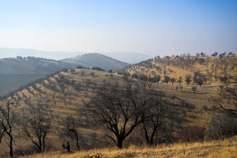 Холмистый ландшафт с рядами деревьев, покрывающих склоны.